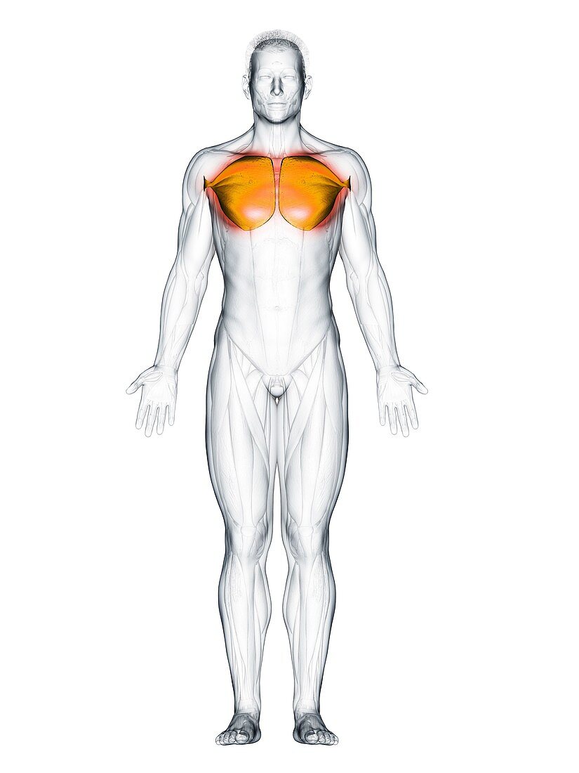 Pectoralis major muscle, illustration