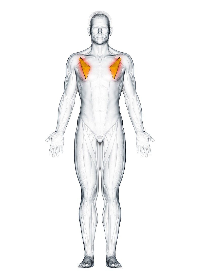 Pectoralis minor muscle, illustration