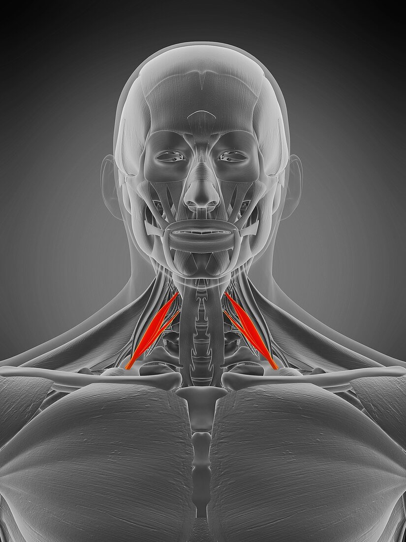 Scalene anterior muscle, illustration