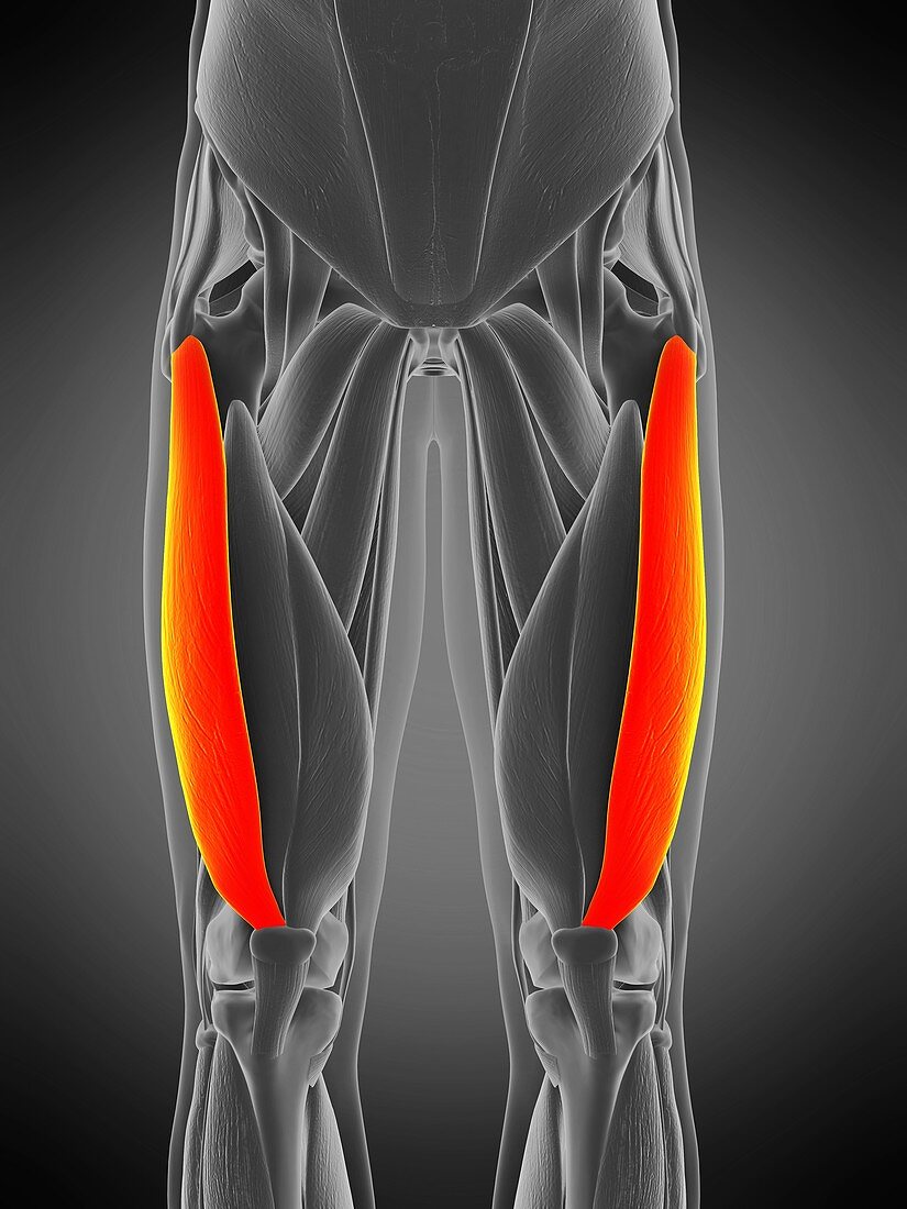 Vastus lateralis muscle, illustration