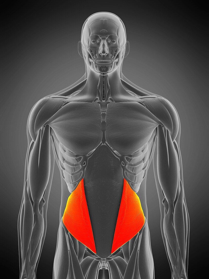 Internal oblique muscle, illustration