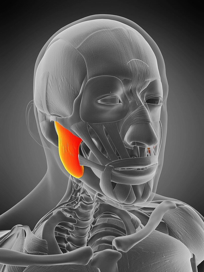 Masseter superior muscle, illustration