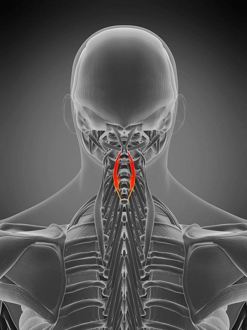 Spinalis cervicis muscle, illustration