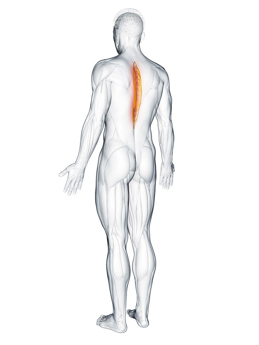 Spinalis thoracis muscle, illustration