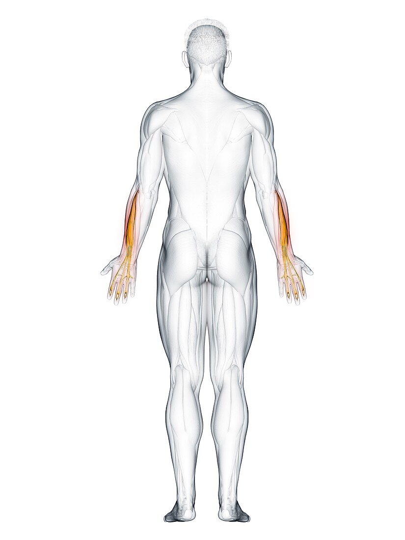 Extensor digitorum muscle, illustration