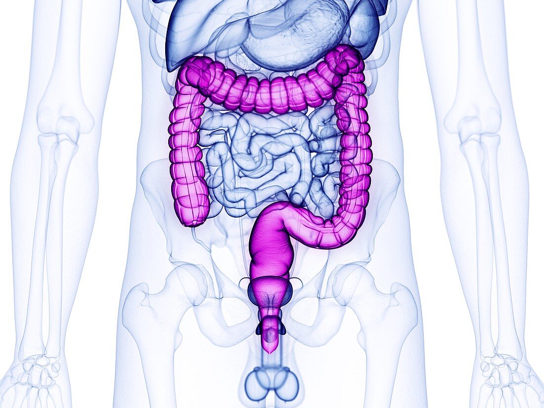 Large intestine, illustration