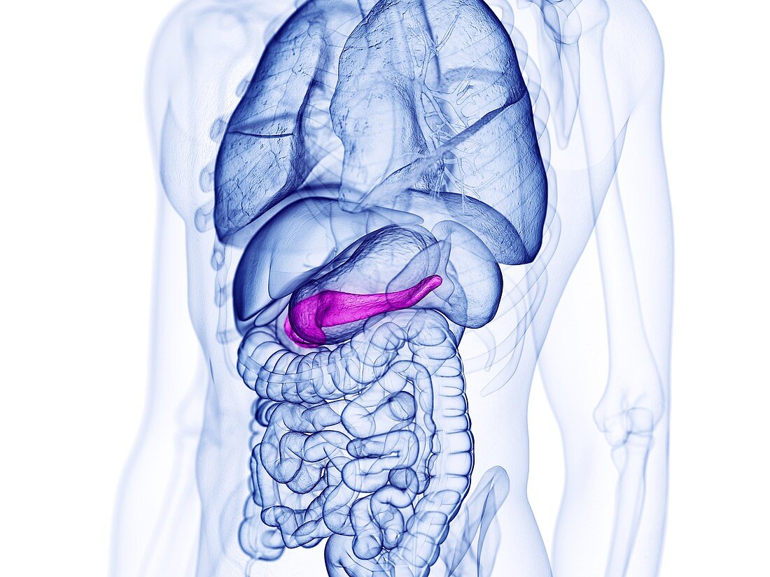 Pancreas , illustration
