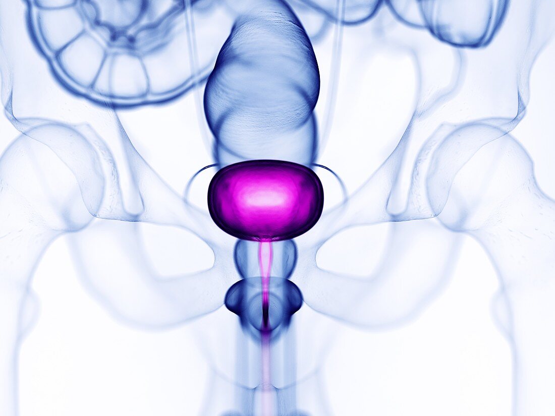 Urinary bladder, illustration