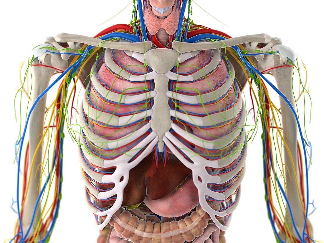 Thorax anatomy, illustration