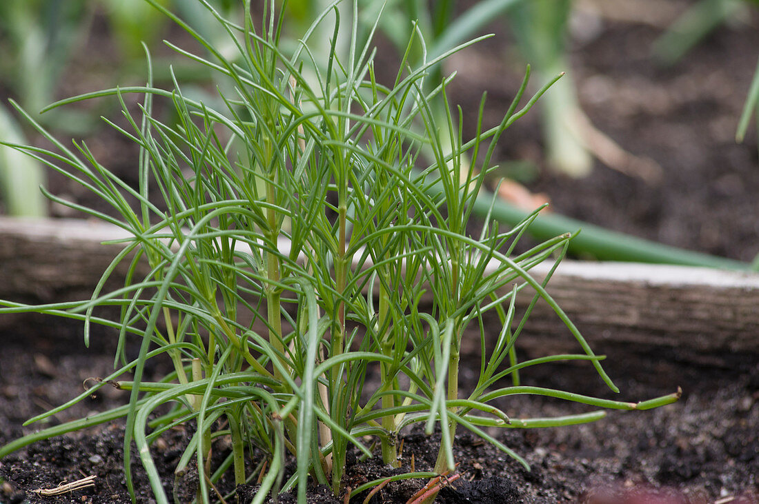 Agretti in a raised planting bed