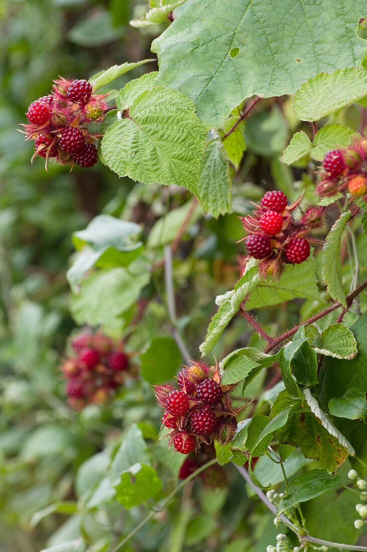 Japanese grapes on a bush