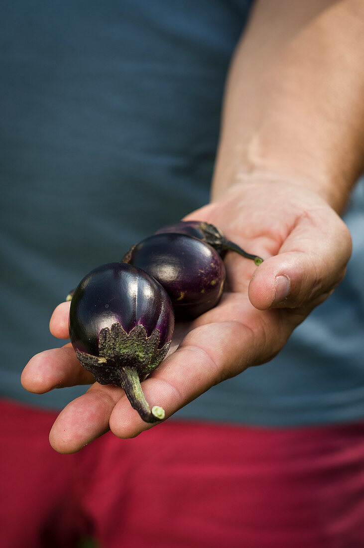 Freshly harvested mini eggplants of the Bambino variety in a man’s hands