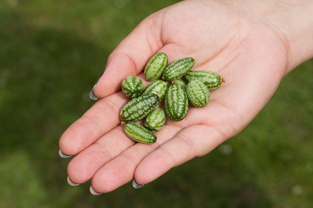 Mexikanische Minigurken (Melothria scabra) in Frauenhand