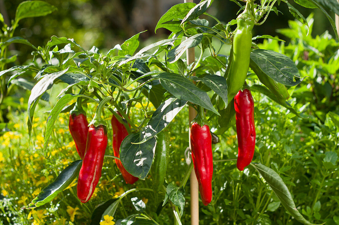 Rote Peperoni an der Pflanze im Garten