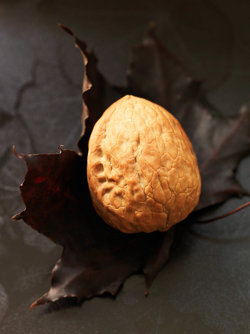 Walnut on a dry maple leaf