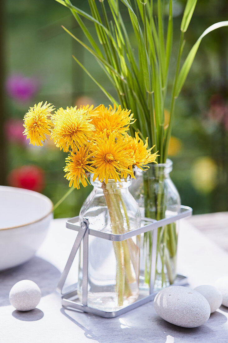 Small bunches of dandelions and grass