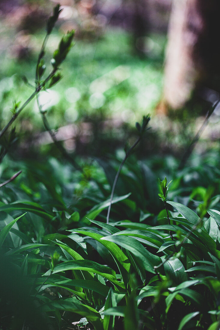 Ramsons (wild garlic) in a wood