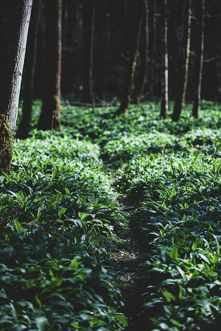 Bärlauch im Wald