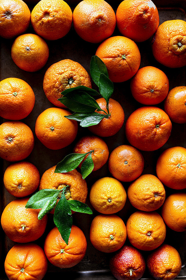 Orangen und Blutoranen (bildfüllend)