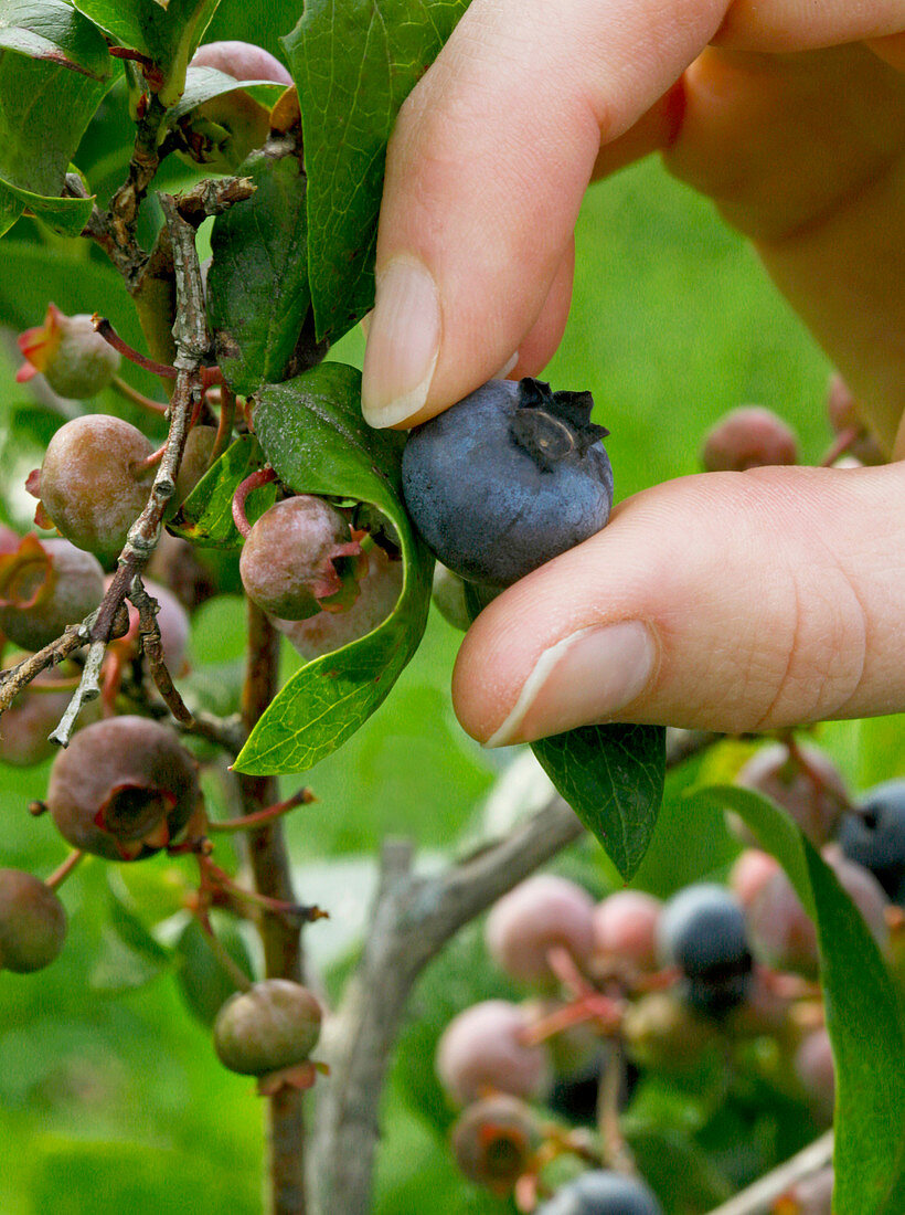 Picking a ripe blueberry