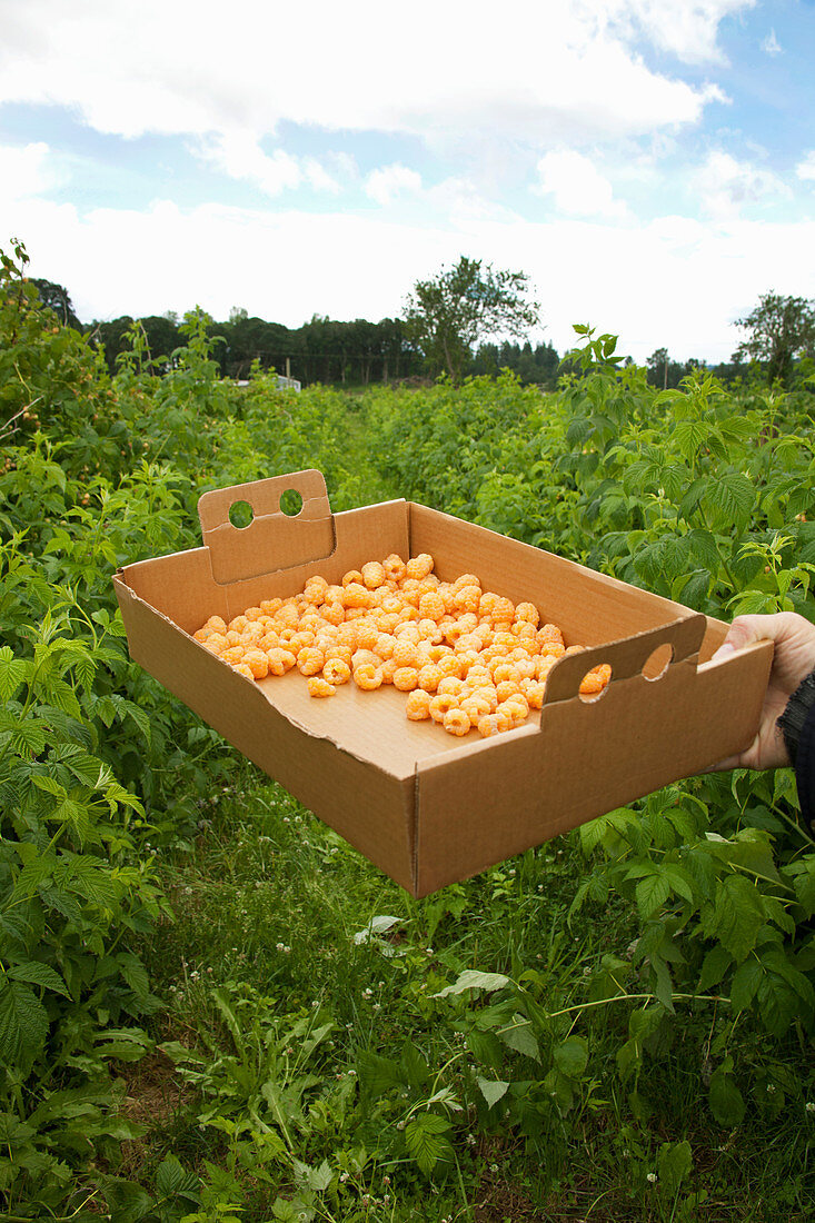 A box of freshly picked yellow raspberries