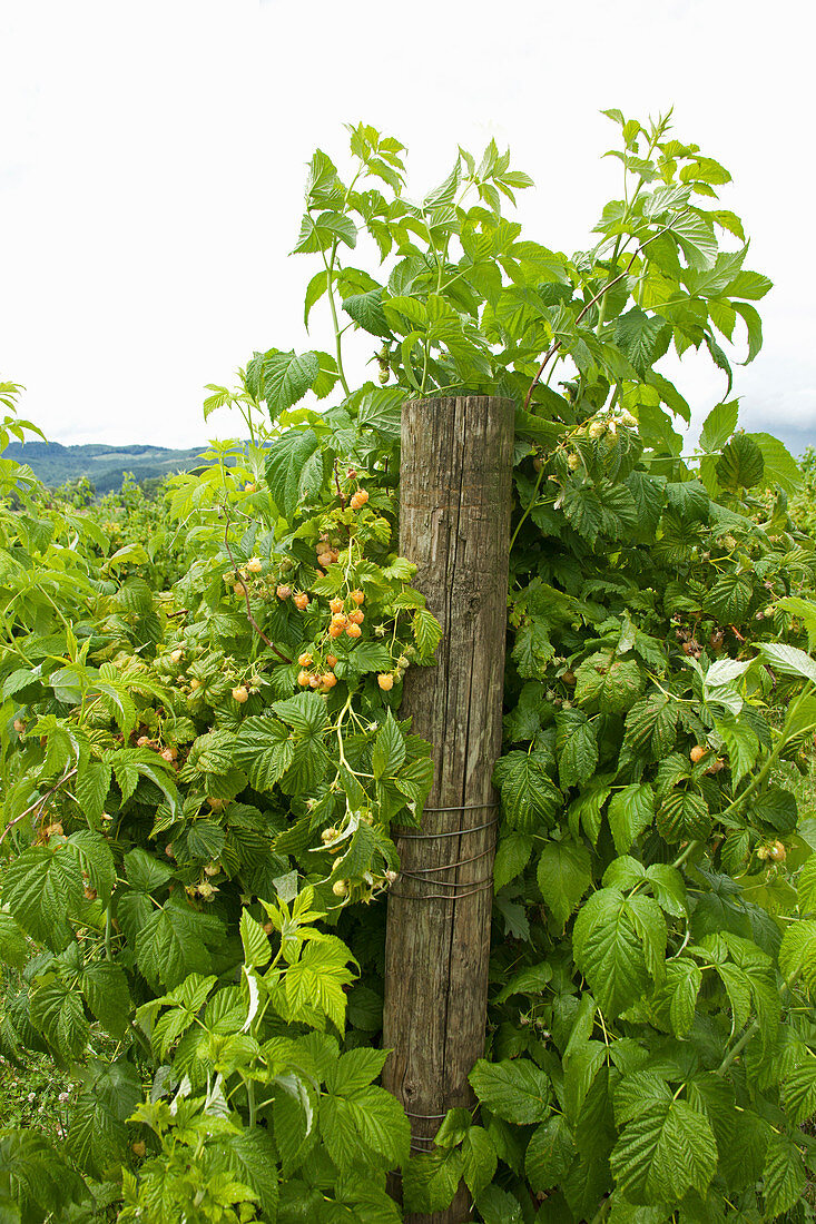 Gelbe Himbeeren am Strauch