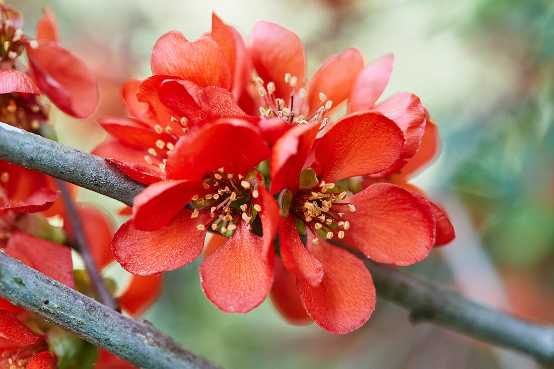 Branch of Japanese flowering quince blossom