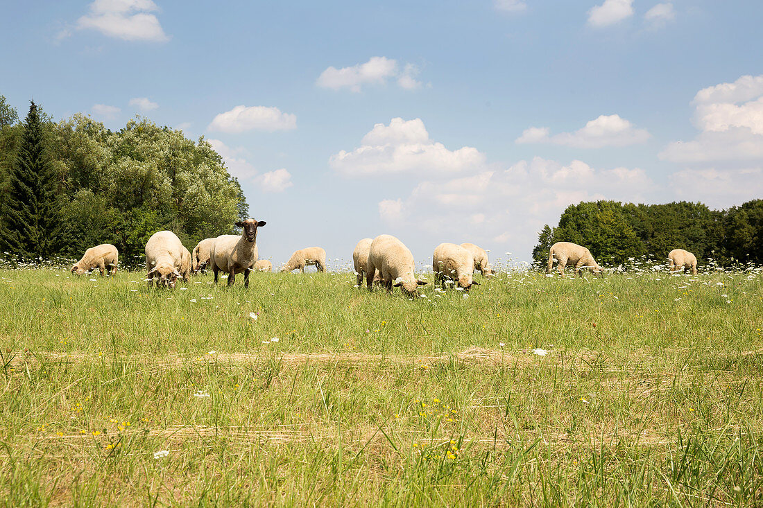 Schafe auf der Weide bei Merzig, Saarland, Deutschland