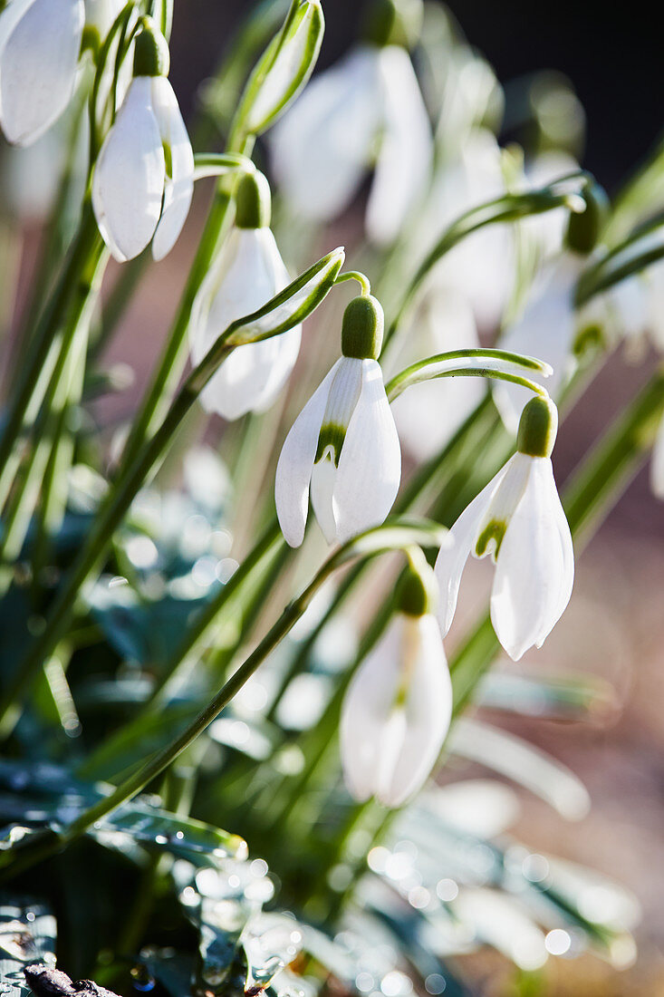 Schneeglöckchen Blüten