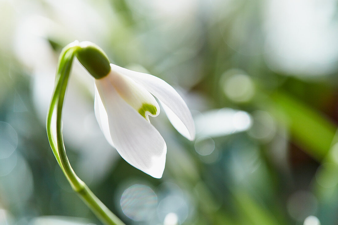 Snowdrop