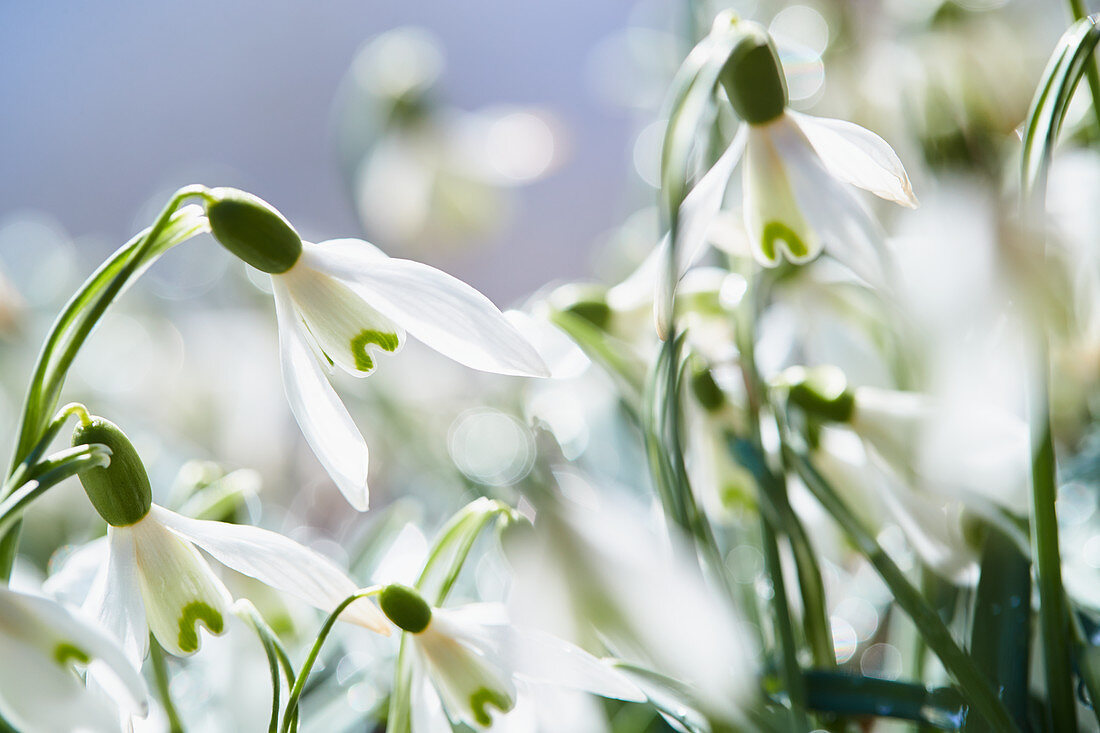 Snowdrops