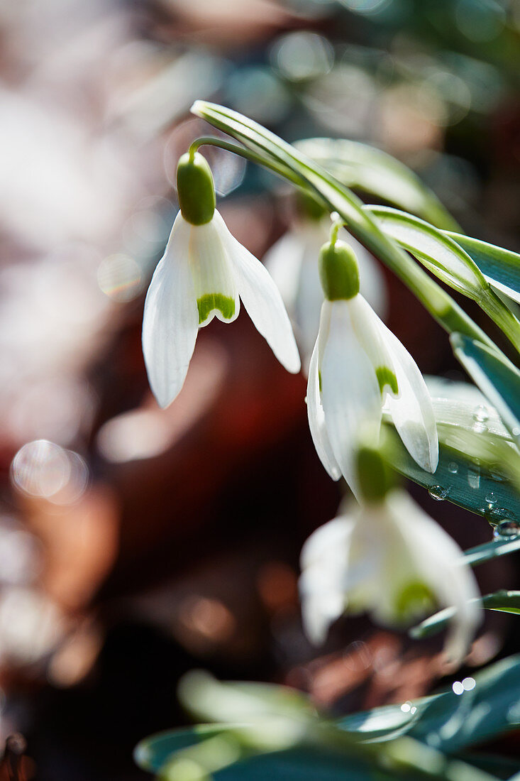 Snowdrops