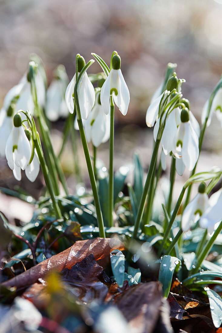 Snowdrops