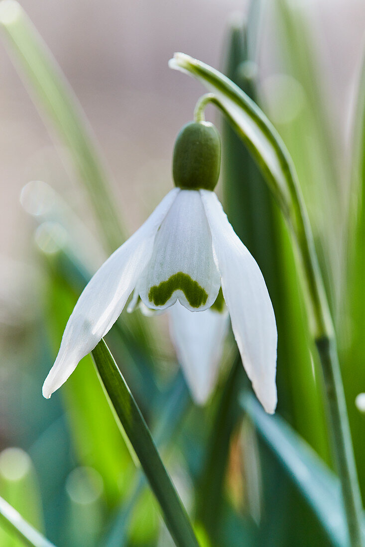 Snowdrop