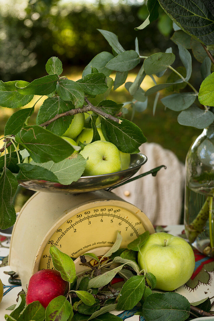 Apple still life with scales