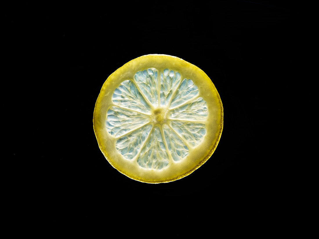 Backlit portrait of a lemon slice
