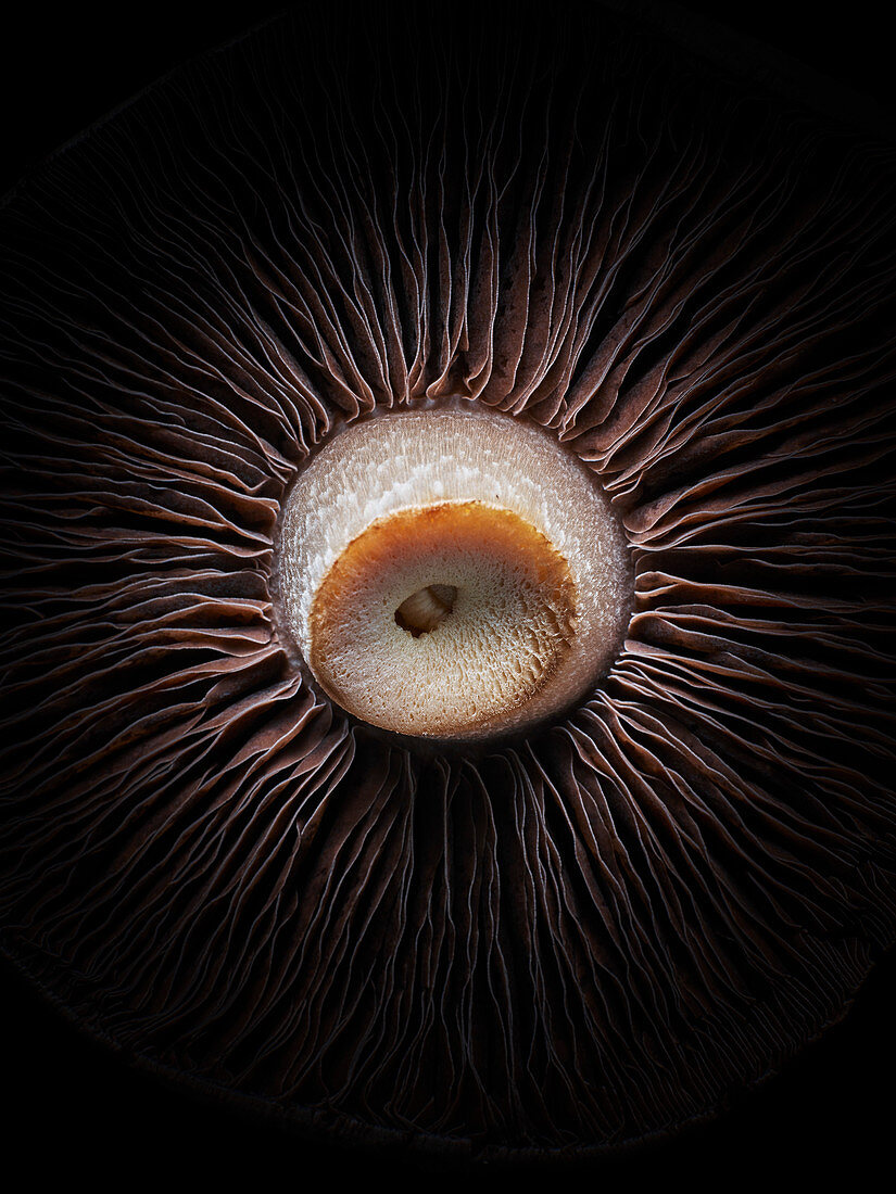 A close up shot of a mushroom