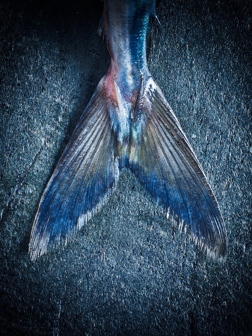 Ein Makrelen-Fischschwanz auf blauem Untergrund