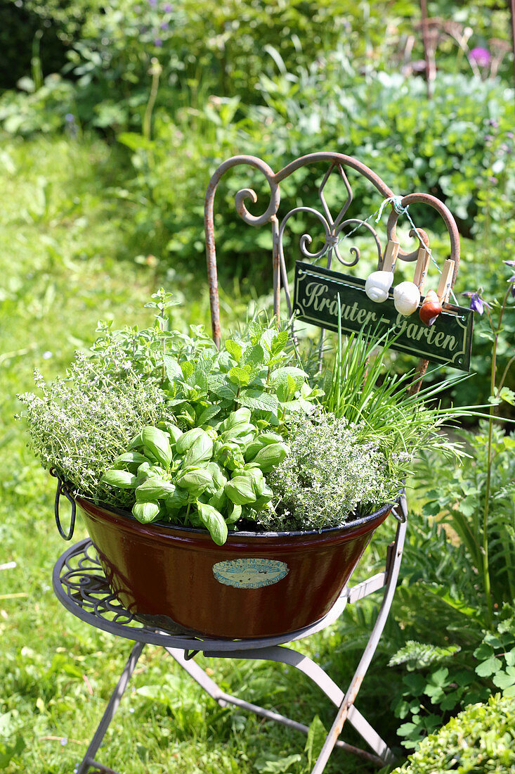 Verschiedene Küchenkräuter in Vintage-Pflanzgefäß auf Gartenstuhl