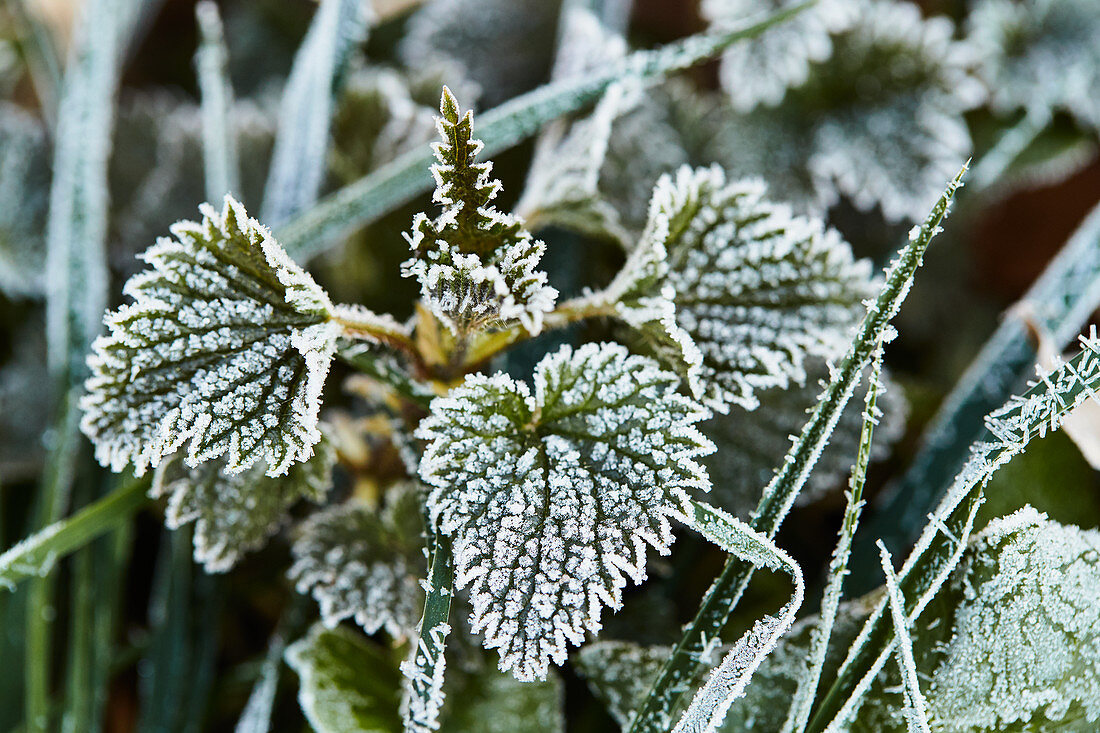 Nettle and grasses with hoarfrost