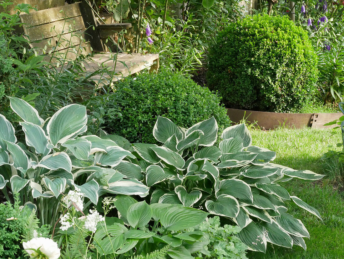 Seat in the shade with hostas and boxwood balls