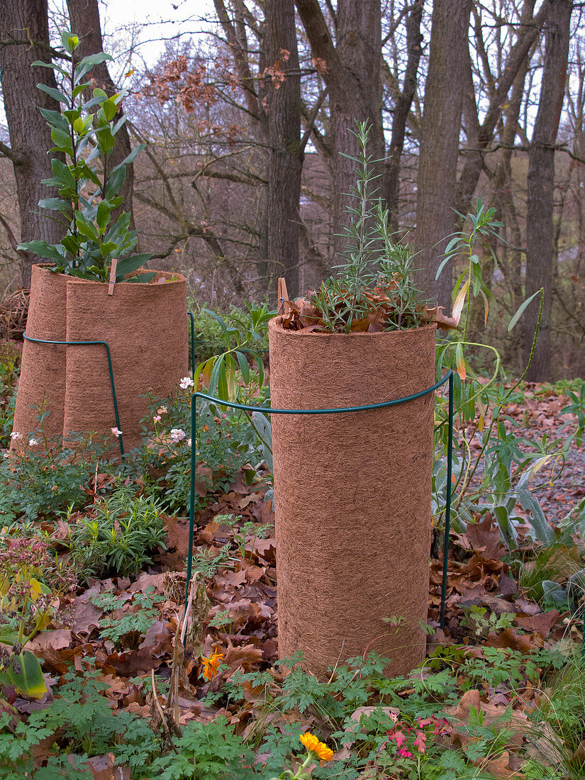 Winter protection for kitchen laurel and rosemary in the garden