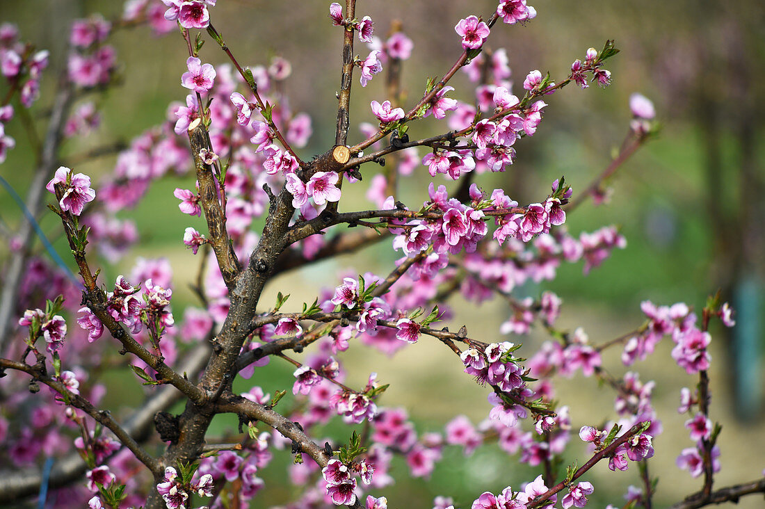 Rosa blühende Zweige eines Nektarinenbaums