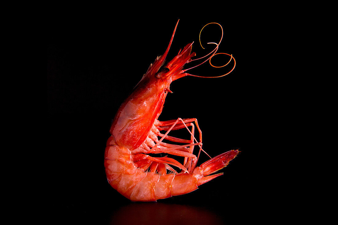 Red prawn from Costa Brava, Girona (Spain)