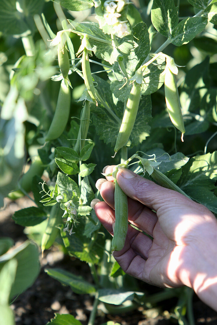 Hand picking pea pods, bush variety called Dulce de Provenza