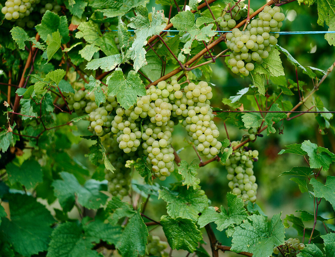 Weissweintrauben an der Rebe, Weinberge, Elsass