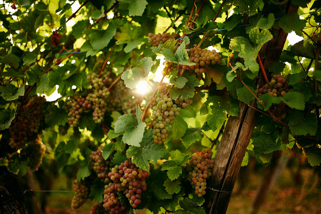 Grapes on a vine in a vineyard in Alsace
