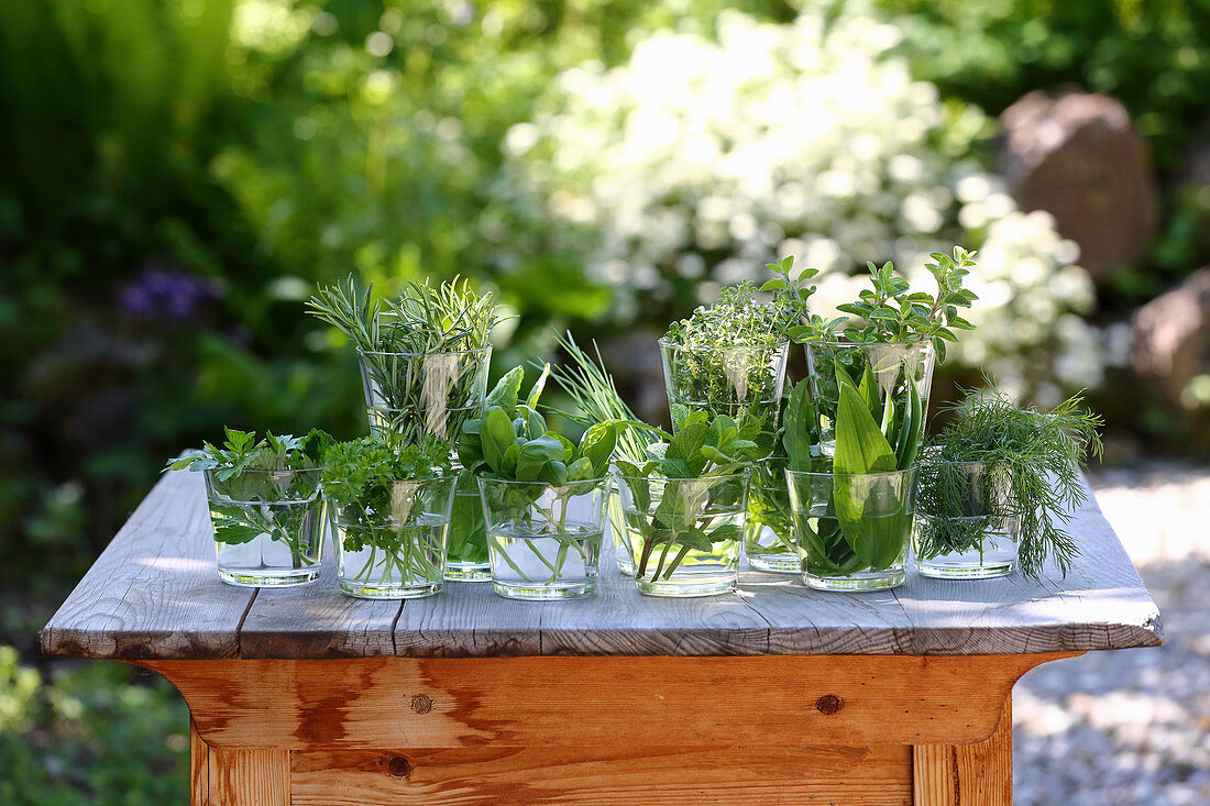 Various fresh herbs in glasses of water on a wooden table