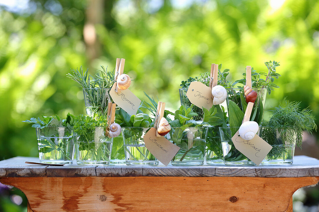 Various fresh herbs in glasses of water on a wooden table