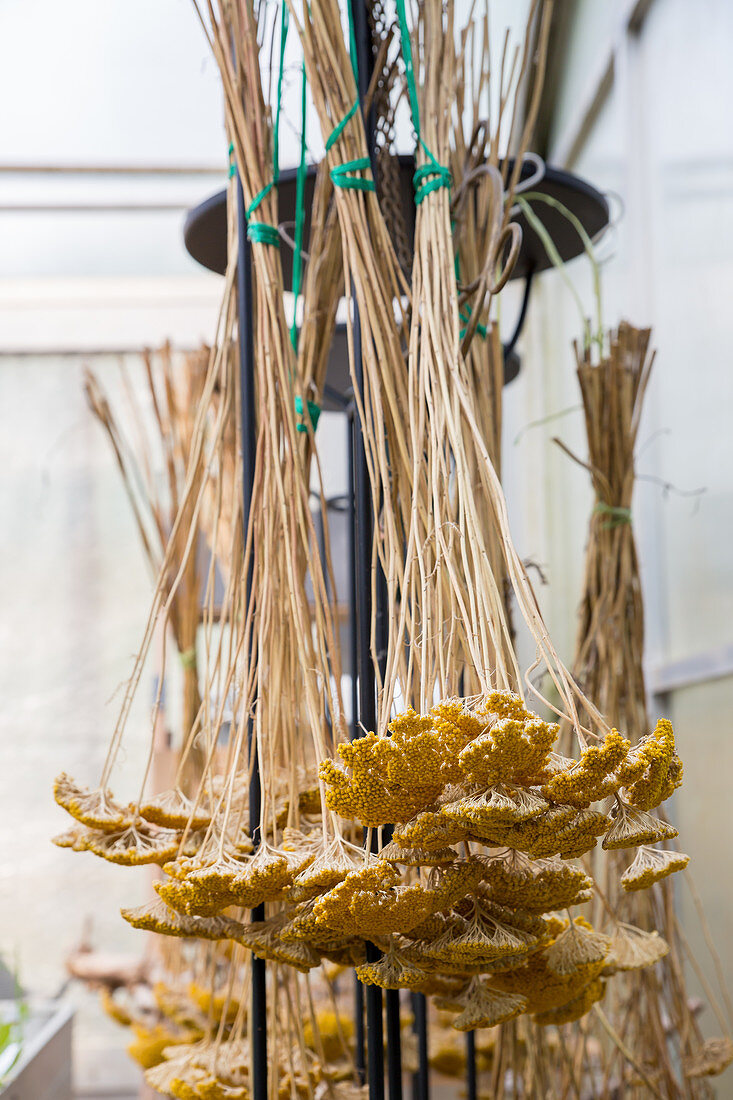 Yarrow (Achillea filipendulina) 'Coronation Gold' hung up to dry